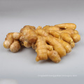 Wholesale cheap price fresh ginger